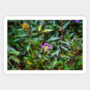 Hummingbird Photography Sticker